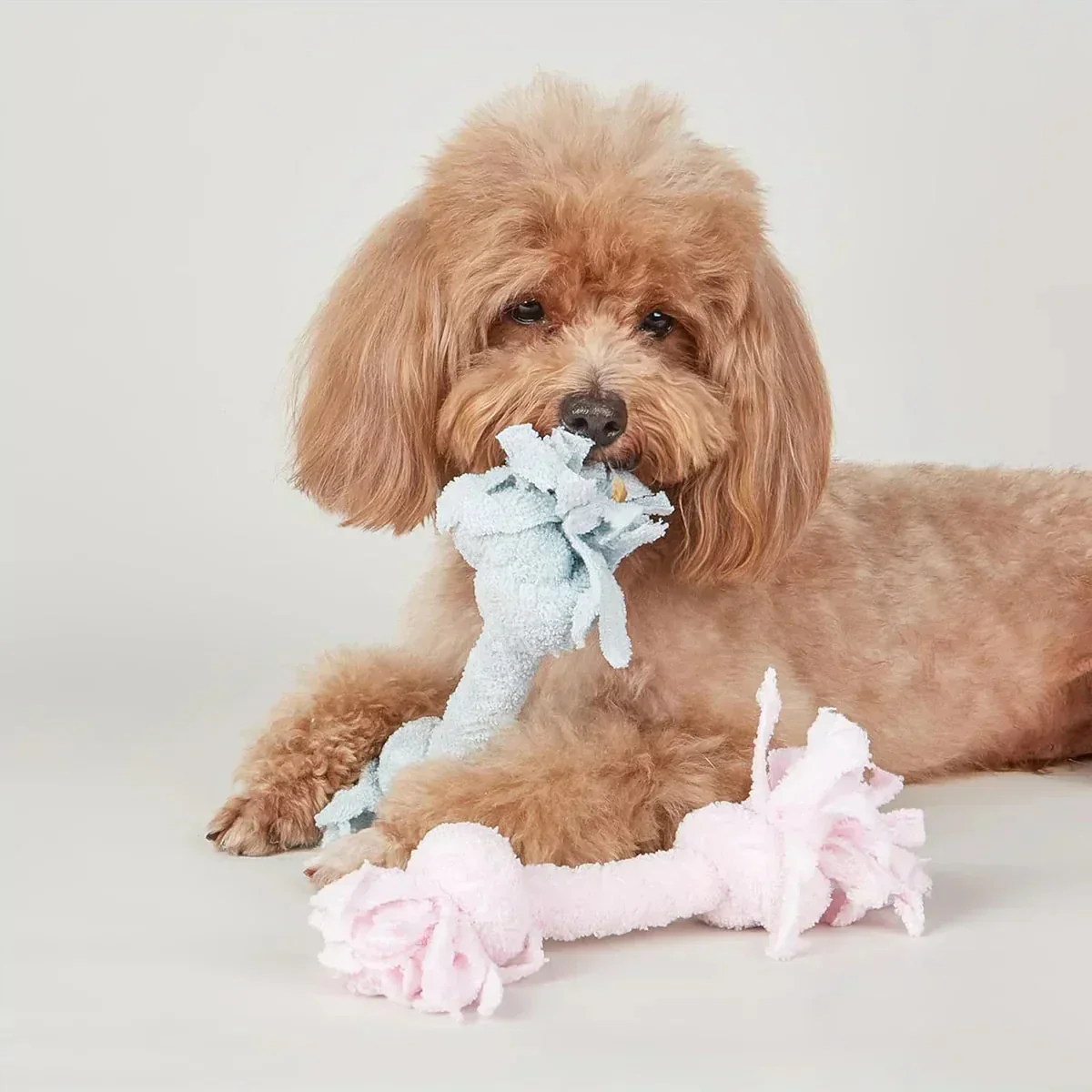 FOFOS Terry Rope 2Knots Puppy Toy - Image 8