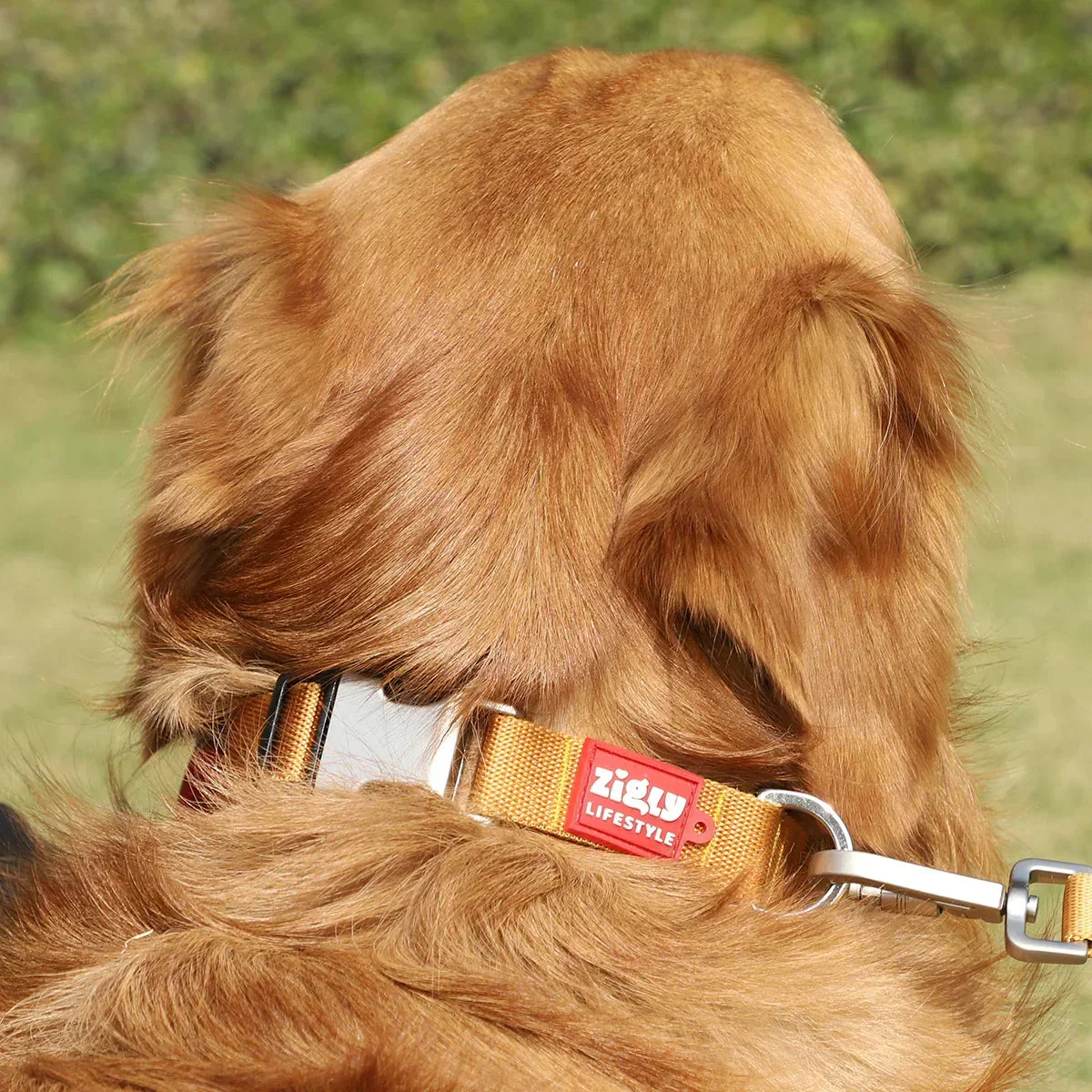 Zl Classic Gold Dog Collar - Image 7