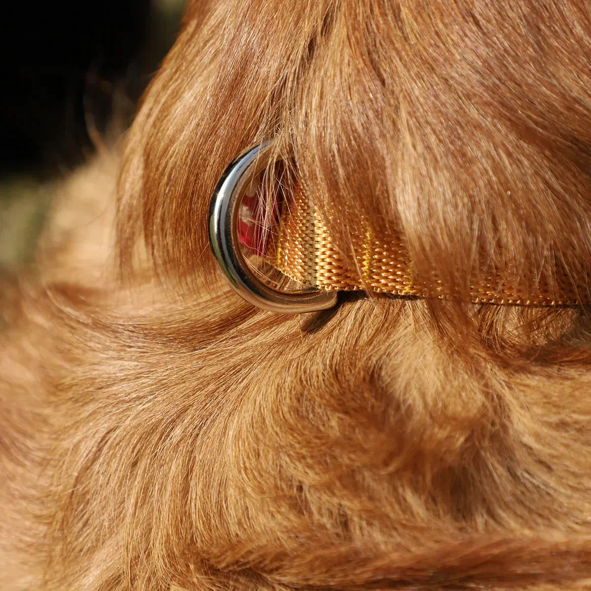 Zl Classic Gold Dog Collar - Image 8