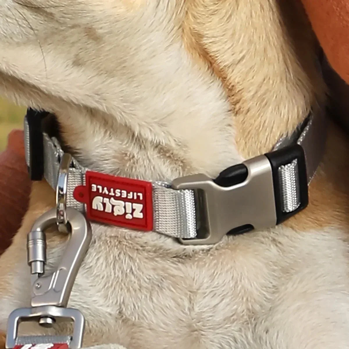 Zl Classic Silver Dog Collar - Image 6