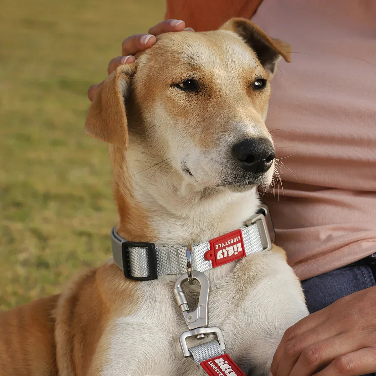 Zl Classic Silver Dog Collar - Image 7