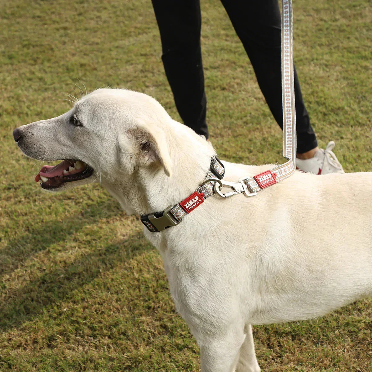 ZL Heritage Dog Collar - Image 7