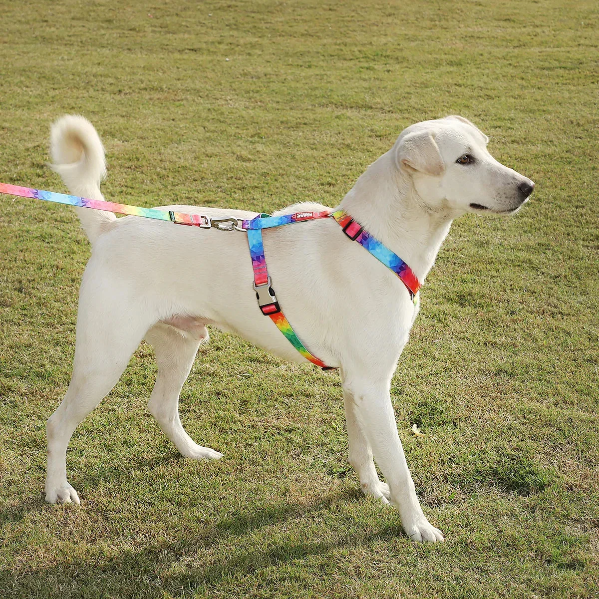 ZL Rainbow Dog Harness - Image 6