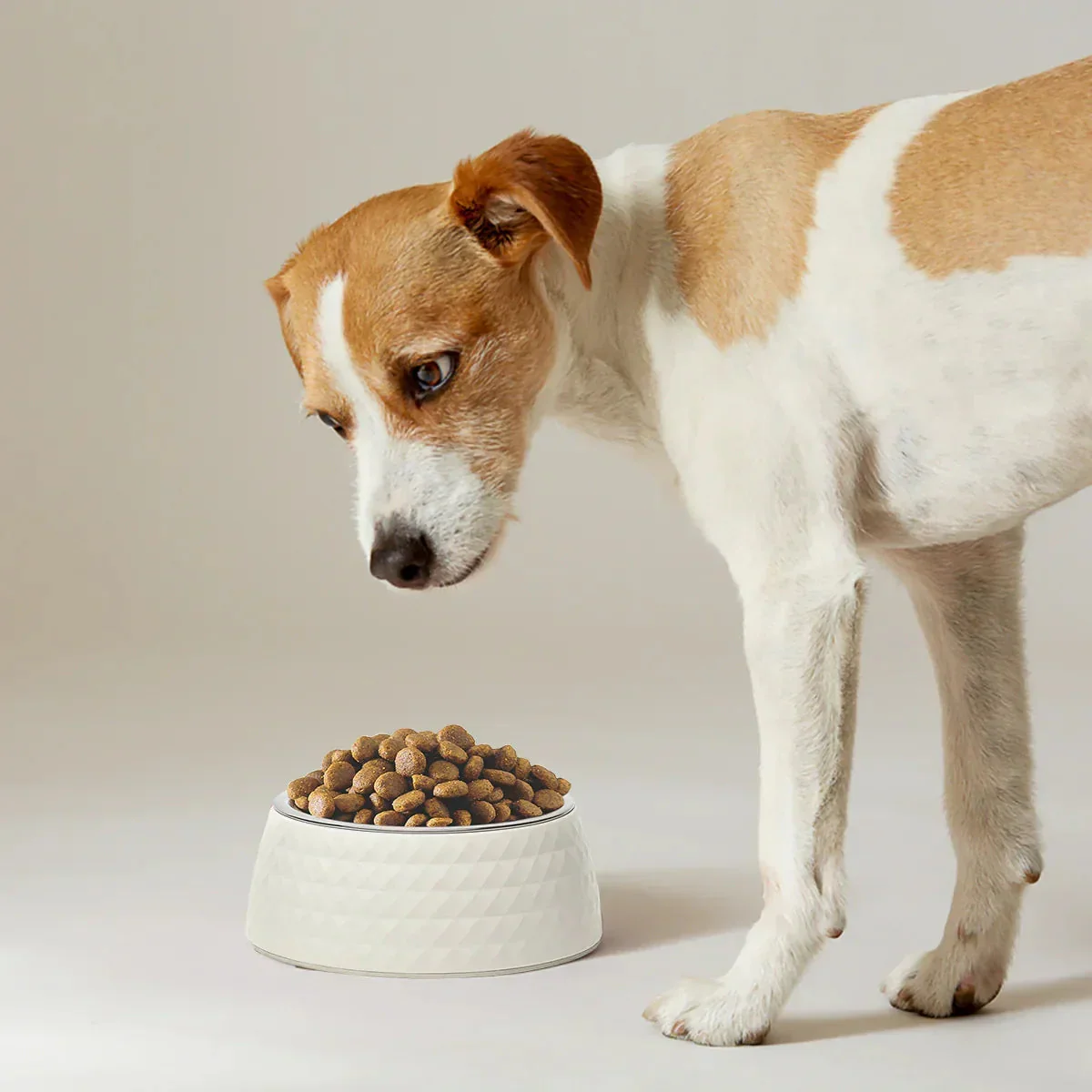 ZL Retro Pyramid Jasmine Melamine Dog Bowl - Image 6