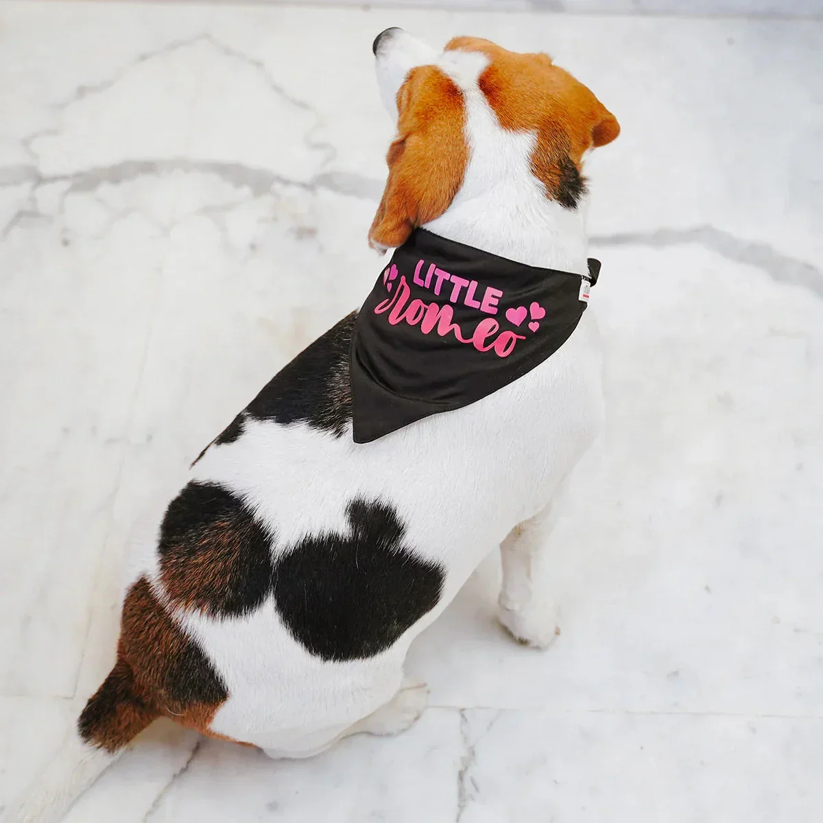ZL Romeo Dog Bandana - Image 5